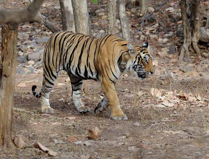 Ranthambore National Park