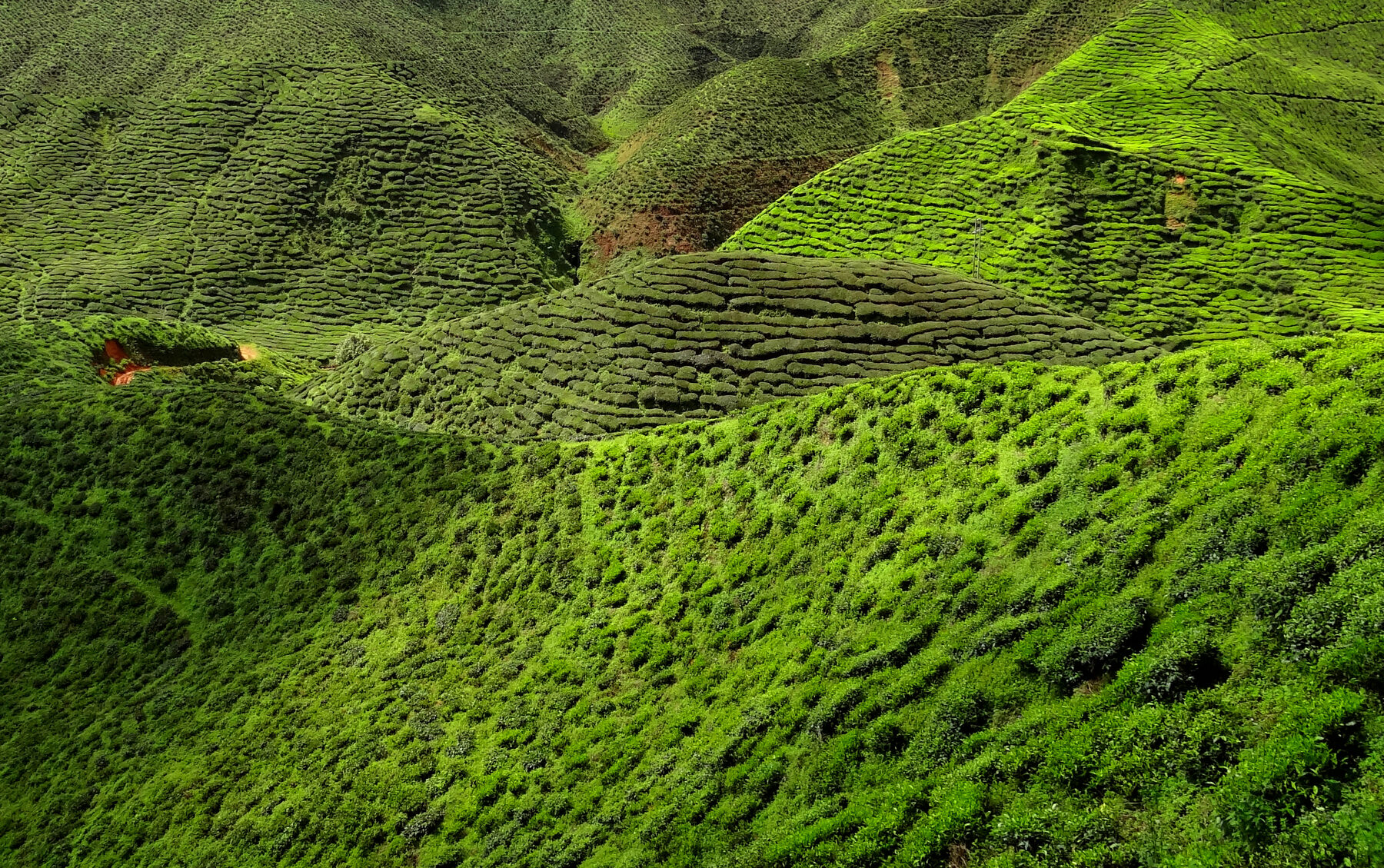 Cameron Highlands
