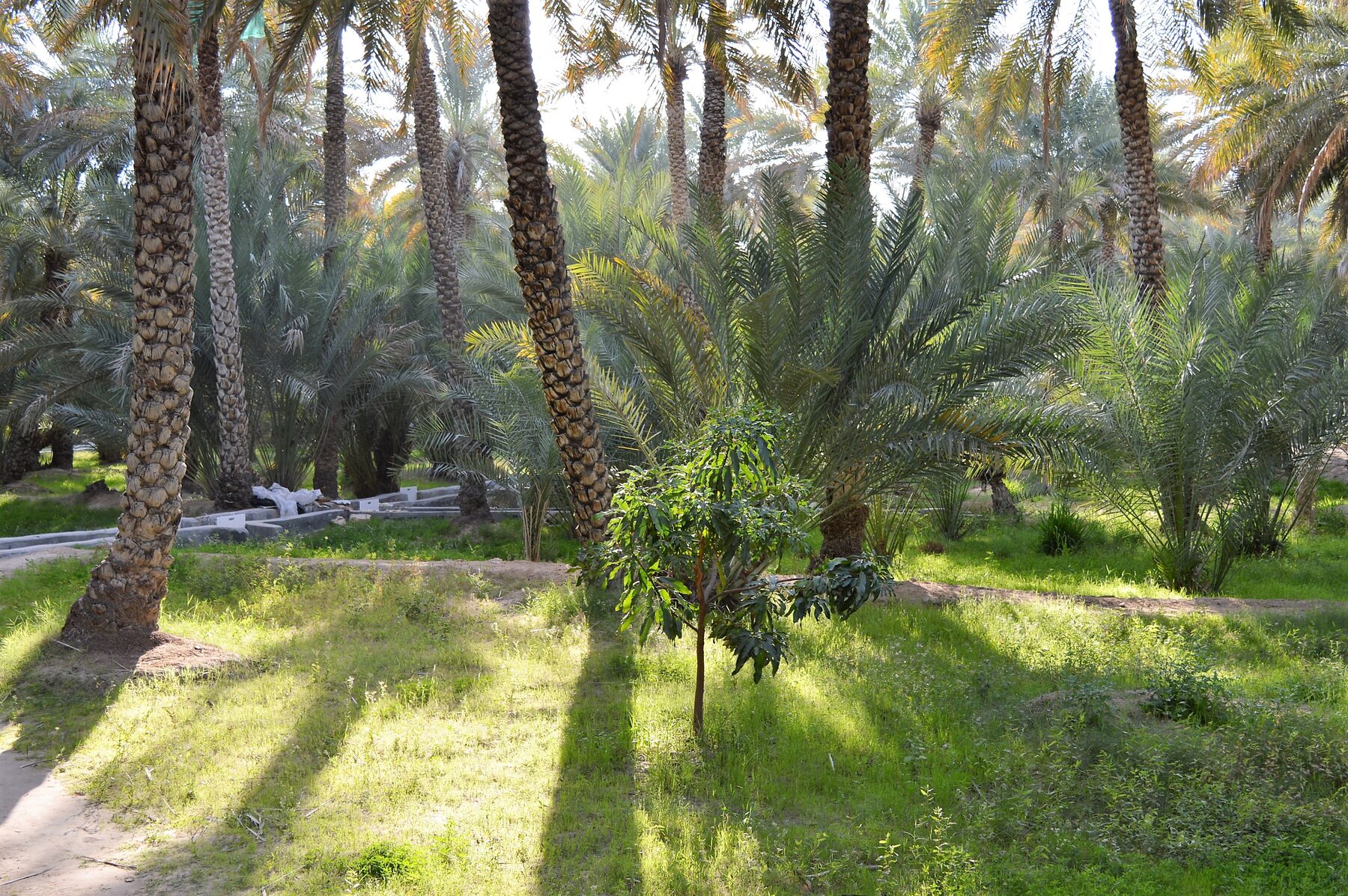 Al Ain Oasis